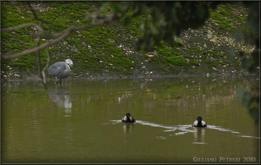 garzetta grigia, ballerina gialla e...gallinelle.